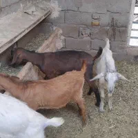 ۴ عدد کره دوماد و دو نر