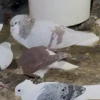 آیدی سرخ گم شده لطفا هر کی گرفته زنگ بزنه