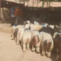 گوشت بره کبابی