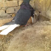 اشعل نر دورگ|پرنده|اهواز, اسلام آباد غربی|دیوار