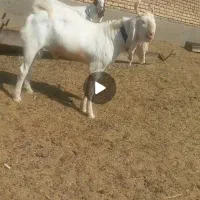 چبش بزغاله گلابی