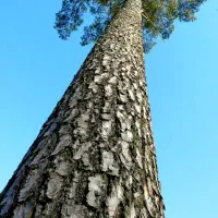 چوب درخت کاج موجوده