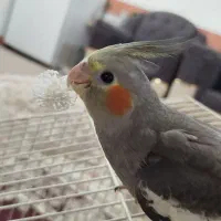 جوجه عروس هلندی