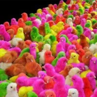 فروش جوجه یکروزه محلی ، رنگی و اردک ب صورت عمده|حیوانات مزرعه|اهواز, حصیرآباد|دیوار