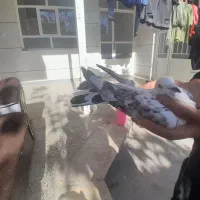 کبوتر رنگی|پرنده|لاران, |دیوار