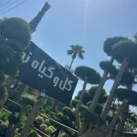 فروشندگی در گلخانه