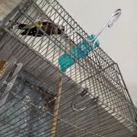 سهره مشکین شهر