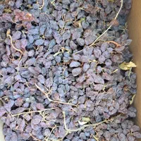 فرخی مویز|خوردنی و آشامیدنی|زند, |دیوار