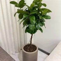 فروش گیاهان آپارتمانی و طراحی و اجرای فضای سبز|گل و گیاه طبیعی|تهران, آجودانیه|دیوار