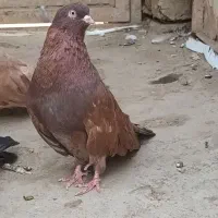 کفتر نوک قنار