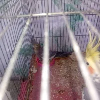 عروس هلندی مولد