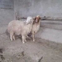گوسفند