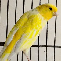 قناری|پرنده|تهران, خلیج فارس|دیوار