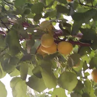 فروش باغ در جعفر آباد .چشمه کبود