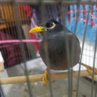 مرغ مینا|پرنده|اصفهان, بهارستان|دیوار