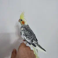 عروس هلندی اهلی دوکت|پرنده|تبریز, |دیوار