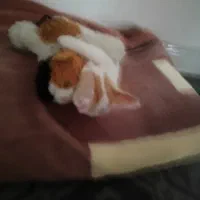 گربه|گربه|تهران, مشیریه|دیوار