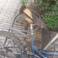 دوچرخه سایز ۲۰|دوچرخه، اسکیت، اسکوتر|اصفهان, نصرآباد|دیوار