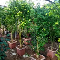 گل به قیمت عمده توضیحات حتما بخونید|گل و گیاه طبیعی|قم, انصارالحسین|دیوار