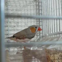 فنج نر لپ قهوه ای بالغ|پرنده|شیراز, نصر|دیوار