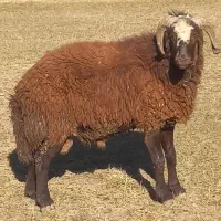 بره قوچ شیشک قوچ میش بز سگ|حیوانات مزرعه|چنارود, |دیوار