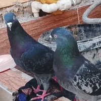 خرمشهر لوت اکشن