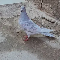 کله نقره ای