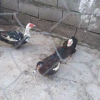 اردک خارجی نرو ماده|حیوانات مزرعه|قائم‌شهر, |دیوار