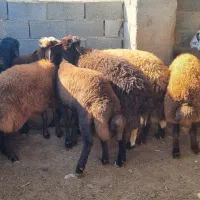 بره چاق کشتاری|حیوانات مزرعه|گنبد کاووس, |دیوار