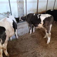 گوساله نر.سیمینتال و هلشتاین اصل|حیوانات مزرعه|مهربان, |دیوار