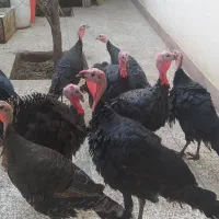 بوقلمون محلی صحیح وسالم