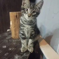 گربه واگذاری