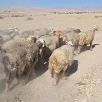 میش بختیاری|حیوانات مزرعه|ایذه, |دیوار