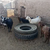 6راس بز زائیده جوان وپرشیر فروشی|حیوانات مزرعه|نیمبلوک, |دیوار