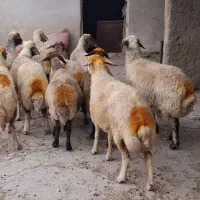 گوسفند  شک داشتی درجه یک