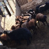 میش درجه یک|حیوانات مزرعه|نوشین شهر, |دیوار