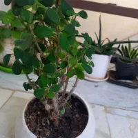 گل های زیبا|گل و گیاه طبیعی|فردیس, خیام شرقی|دیوار