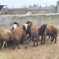 بره نر|حیوانات مزرعه|زرگرشهر, |دیوار