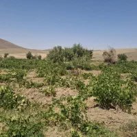 باغ انگور و میوه|فروش زمین و ملک کلنگی|شراء, |دیوار