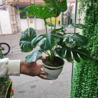 گلدان مصنوعی انجیری