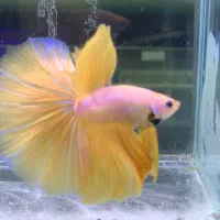 فایترباز (مرجع اصلی ماهی فایتر)تک و عمده|ماهی|تهران, بلورسازی|دیوار