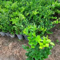 یاس هلندی سطل ۷و۱۲|گل و گیاه طبیعی|قائم‌شهر, |دیوار