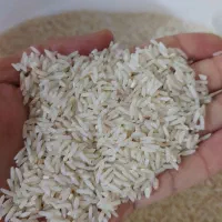 برنج محلی دم سیاه امساله