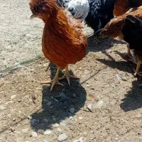 مرغ تخم گذار  و نیمچه محلی و خروس بزرگ