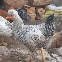 مرغ و خروس و بوقلمون|حیوانات مزرعه|قزوین, |دیوار