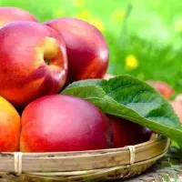 شلیل پایه جی ان با ضمانت کتبی