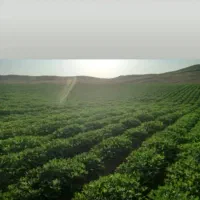 اجاره زمین کشاورزی جعفرابادمغان