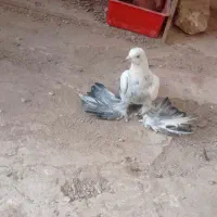 کبوتر  کفتر