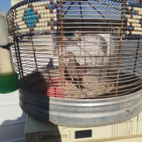 سهره خاکی|پرنده|شیراز, سلطان آباد|دیوار