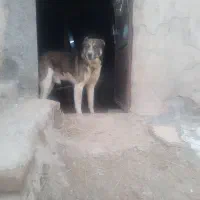 سگ خراسانی|سگ|آبکوه, |دیوار